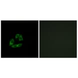 Immunofluorescence - Anti-ARFIP1 Antibody (C14558) - Antibodies.com