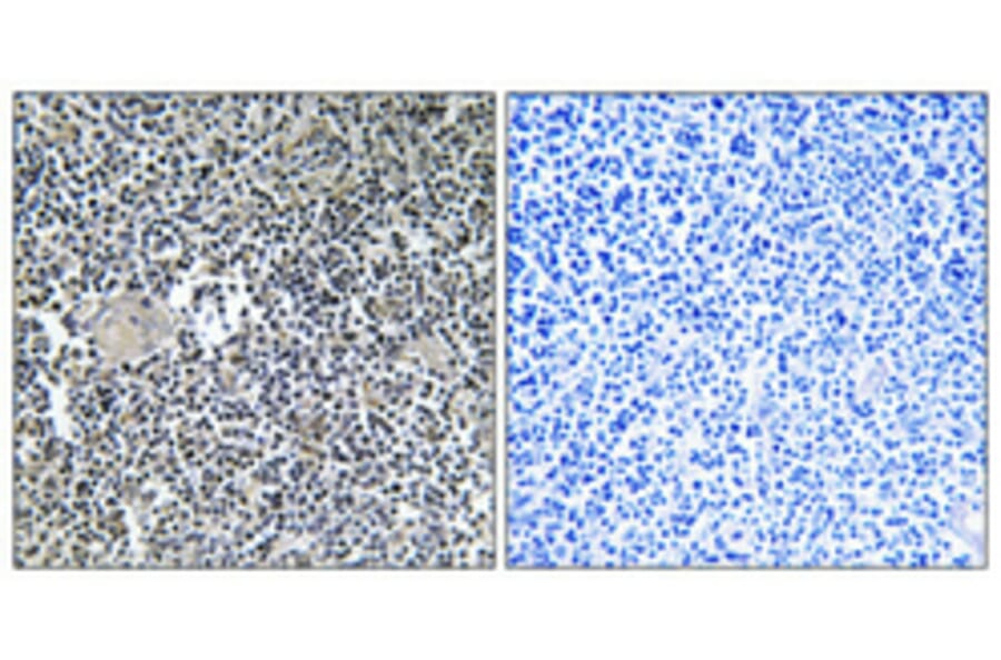 Immunohistochemistry - Anti-ARFIP1 Antibody (C14558) - Antibodies.com