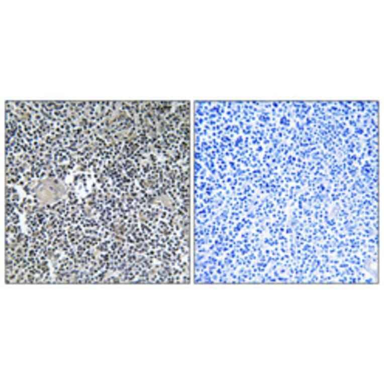 Immunohistochemistry - Anti-ARFIP1 Antibody (C14558) - Antibodies.com