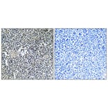 Immunohistochemistry - Anti-ARFIP1 Antibody (C14558) - Antibodies.com