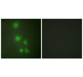 Immunofluorescence - Anti-ACTL6A Antibody (C10255) - Antibodies.com