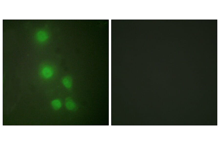 Immunofluorescence - Anti-ACTL6A Antibody (C10255) - Antibodies.com