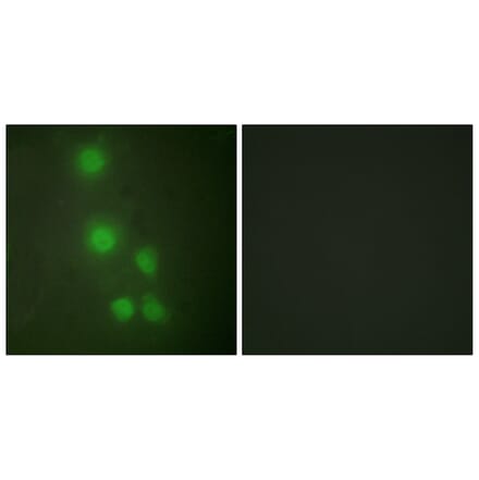 Immunofluorescence - Anti-ACTL6A Antibody (C10255) - Antibodies.com