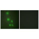 Immunofluorescence - Anti-ACTL6A Antibody (C10255) - Antibodies.com