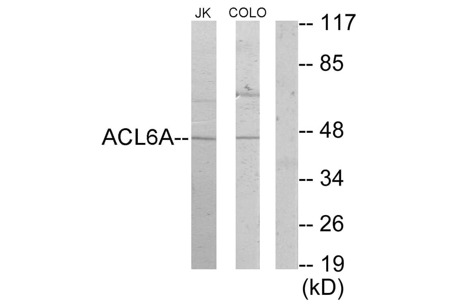Western Blot - Anti-ACTL6A Antibody (C10255) - Antibodies.com