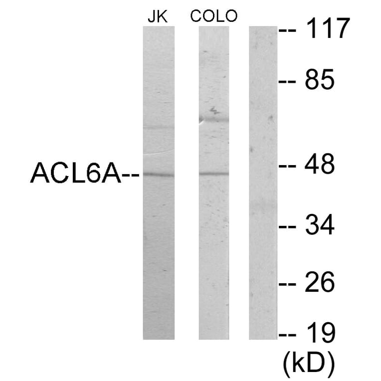 Western Blot - Anti-ACTL6A Antibody (C10255) - Antibodies.com