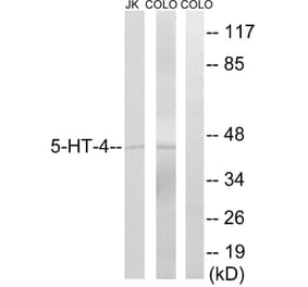 Western Blot - Anti-5-HT-4 Antibody (C12017) - Antibodies.com