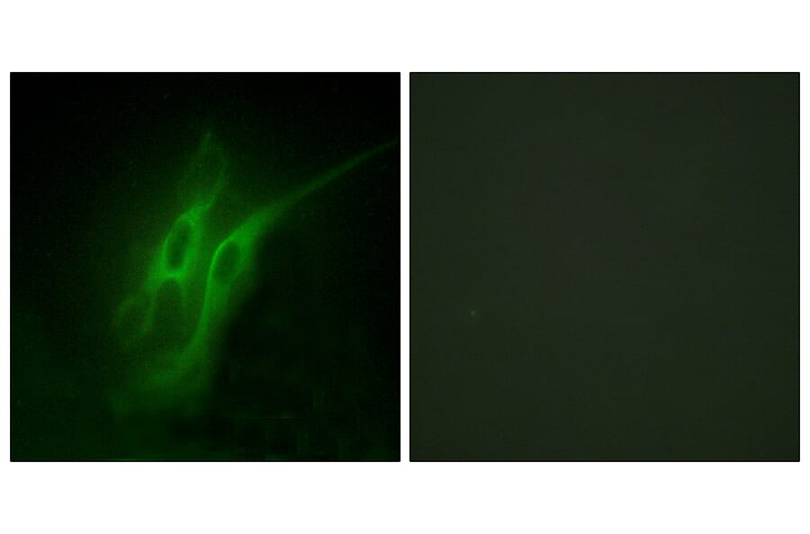 Immunofluorescence - Anti-5-HT-4 Antibody (C12017) - Antibodies.com