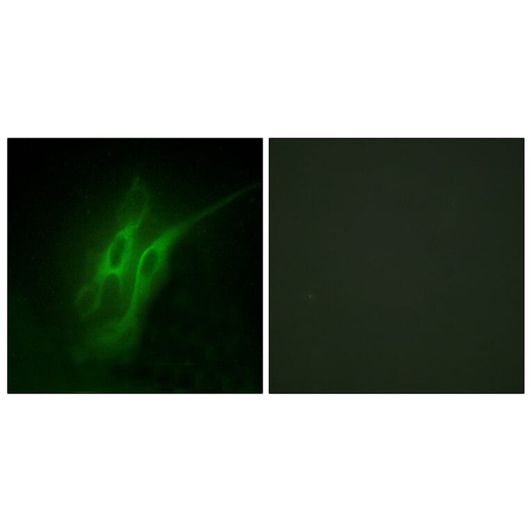 Immunofluorescence - Anti-5-HT-4 Antibody (C12017) - Antibodies.com
