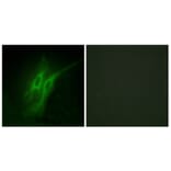Immunofluorescence - Anti-5-HT-4 Antibody (C12017) - Antibodies.com