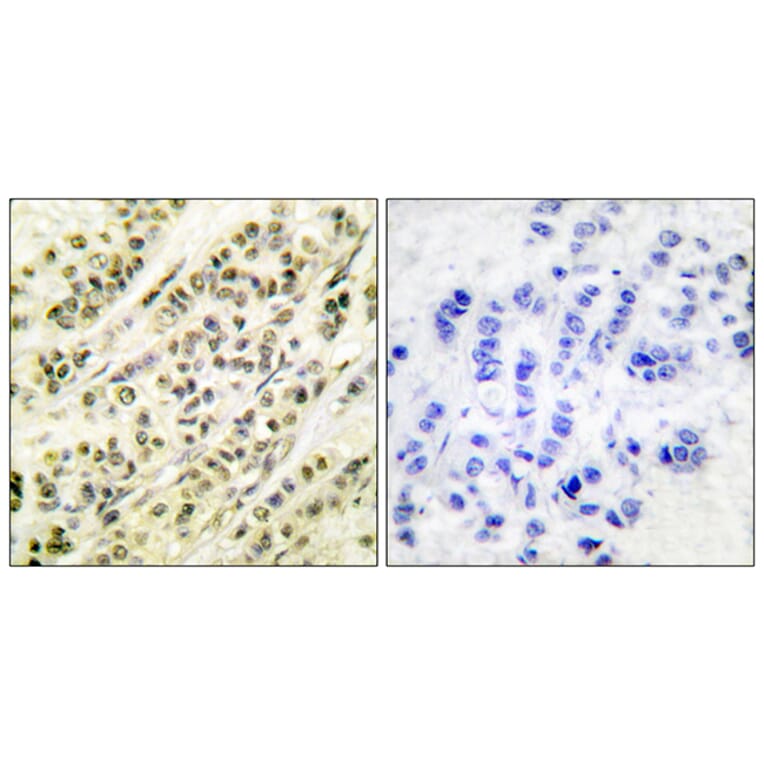 Immunohistochemistry - Anti-SKP1A Antibody (C0323) - Antibodies.com