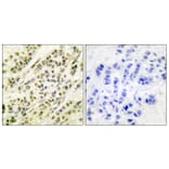 Immunohistochemistry - Anti-SKP1A Antibody (C0323) - Antibodies.com