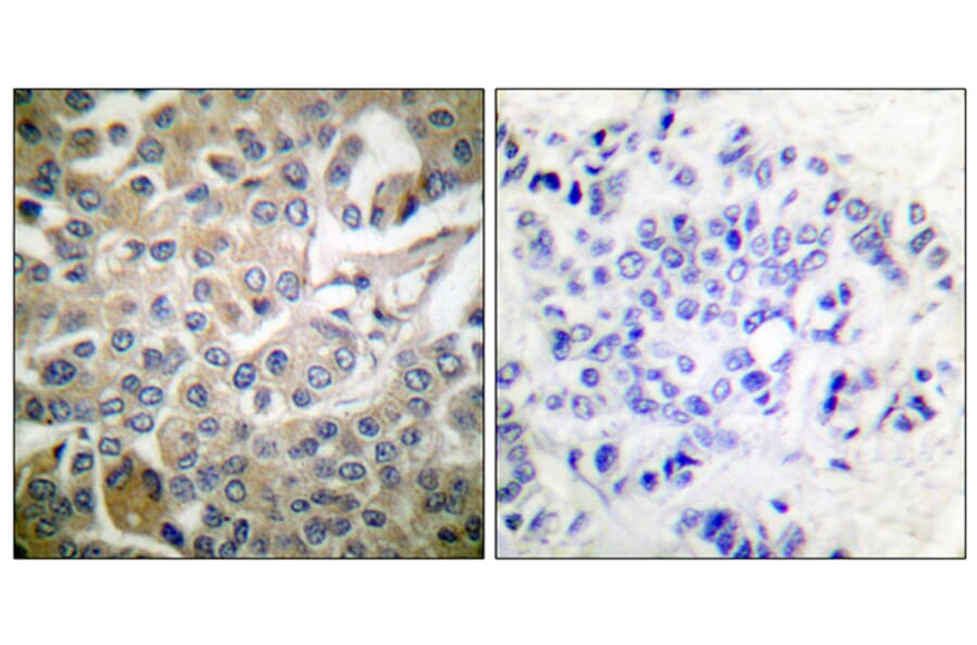 Immunohistochemistry - Anti-CDC42 Antibody (B7205) - Antibodies.com