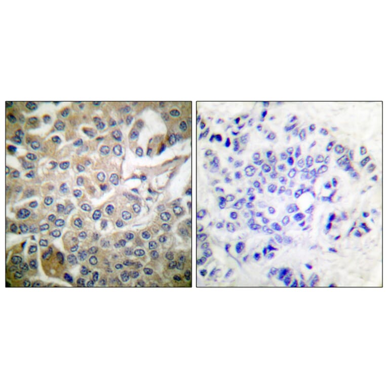 Immunohistochemistry - Anti-CDC42 Antibody (B7205) - Antibodies.com