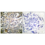 Immunohistochemistry - Anti-CDC42 Antibody (B7205) - Antibodies.com