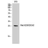 Western Blot - Anti-CDC42 Antibody (B7205) - Antibodies.com