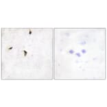 Immunohistochemistry - Anti-KCNB1 Antibody (B1086) - Antibodies.com