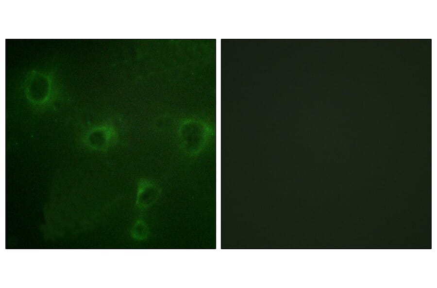 Immunofluorescence - Anti-KCNB1 Antibody (B1086) - Antibodies.com
