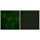 Immunofluorescence - Anti-KCNB1 Antibody (B1086) - Antibodies.com