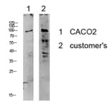 Western Blot - Anti-KCNB1 Antibody (B1086) - Antibodies.com