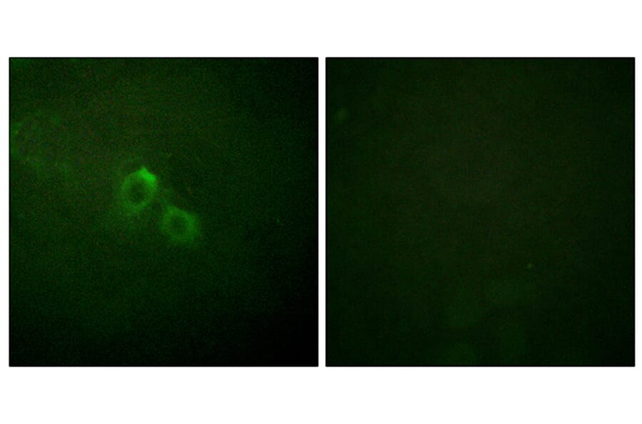 Immunofluorescence - Anti-KCNA3 Antibody (B1085) - Antibodies.com