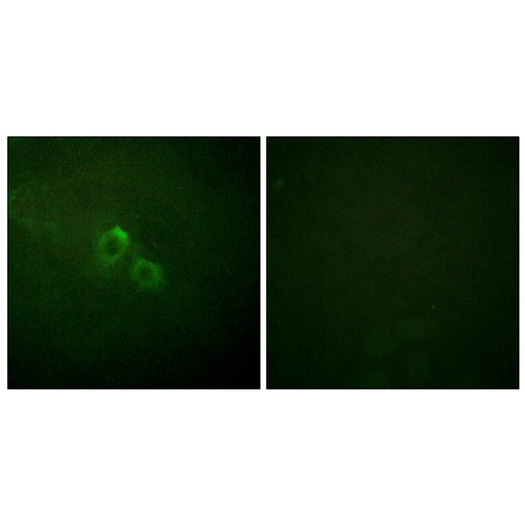 Immunofluorescence - Anti-KCNA3 Antibody (B1085) - Antibodies.com