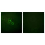 Immunofluorescence - Anti-KCNA3 Antibody (B1085) - Antibodies.com