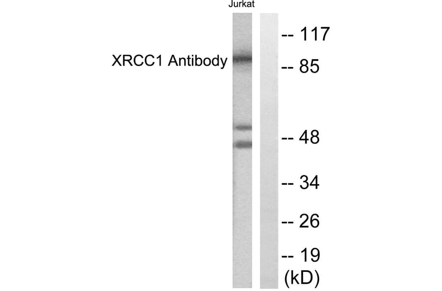 Western Blot - Anti-XRCC1 Antibody (C0395) - Antibodies.com