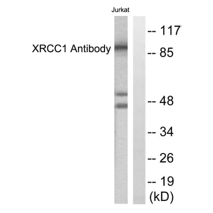 Western Blot - Anti-XRCC1 Antibody (C0395) - Antibodies.com