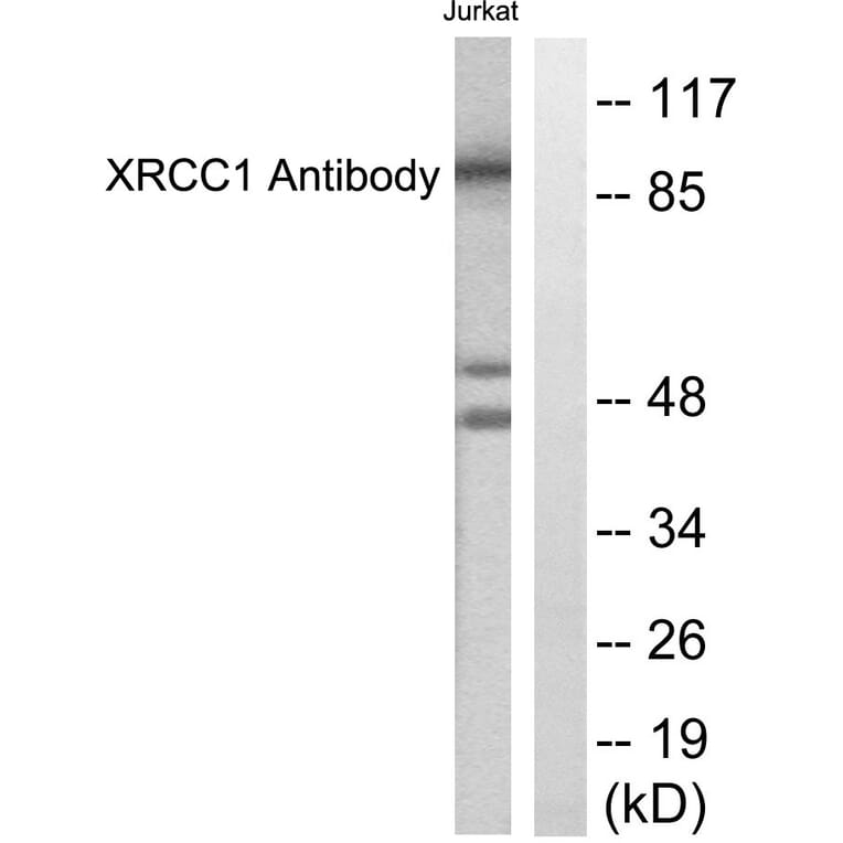 Western Blot - Anti-XRCC1 Antibody (C0395) - Antibodies.com