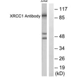 Western Blot - Anti-XRCC1 Antibody (C0395) - Antibodies.com