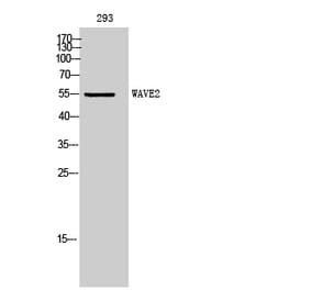 Western Blot - Anti-WASF2 Antibody (C19560) - Antibodies.com