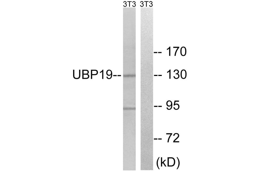 Western Blot - Anti-USP19 Antibody (C19364) - Antibodies.com