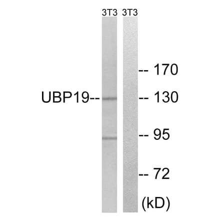 Western Blot - Anti-USP19 Antibody (C19364) - Antibodies.com