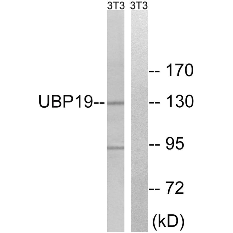 Western Blot - Anti-USP19 Antibody (C19364) - Antibodies.com