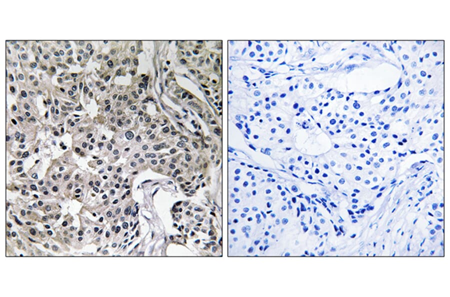 Immunohistochemistry - Anti-USP19 Antibody (C19364) - Antibodies.com