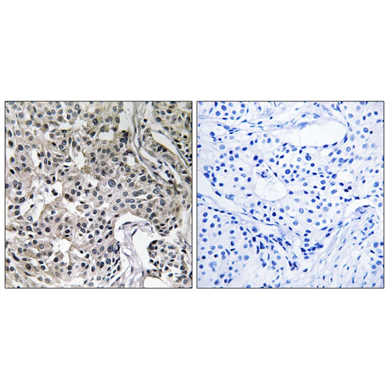 Immunohistochemistry - Anti-USP19 Antibody (C19364) - Antibodies.com