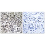 Immunohistochemistry - Anti-USP19 Antibody (C19364) - Antibodies.com