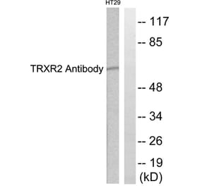 Western Blot - Anti-TRXR2 Antibody (C0378) - Antibodies.com