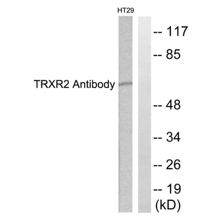 Western Blot - Anti-TRXR2 Antibody (C0378) - Antibodies.com