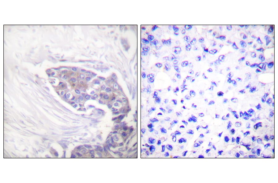 Immunohistochemistry - Anti-TRXR2 Antibody (C0378) - Antibodies.com