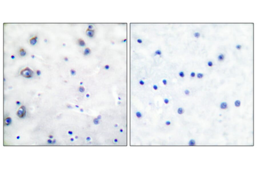Immunohistochemistry - Anti-Trk B Antibody (B0035) - Antibodies.com