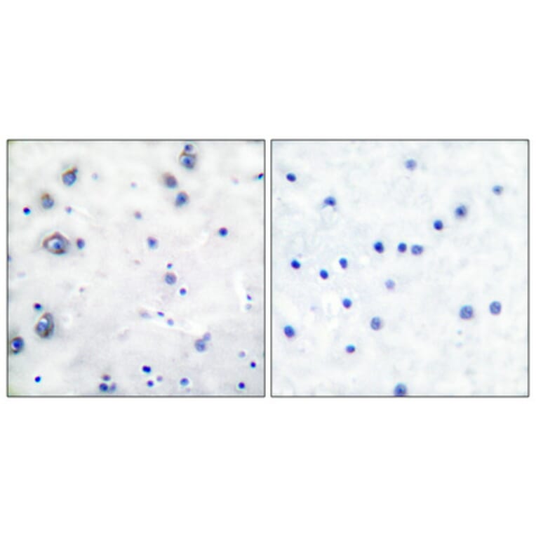 Immunohistochemistry - Anti-Trk B Antibody (B0035) - Antibodies.com