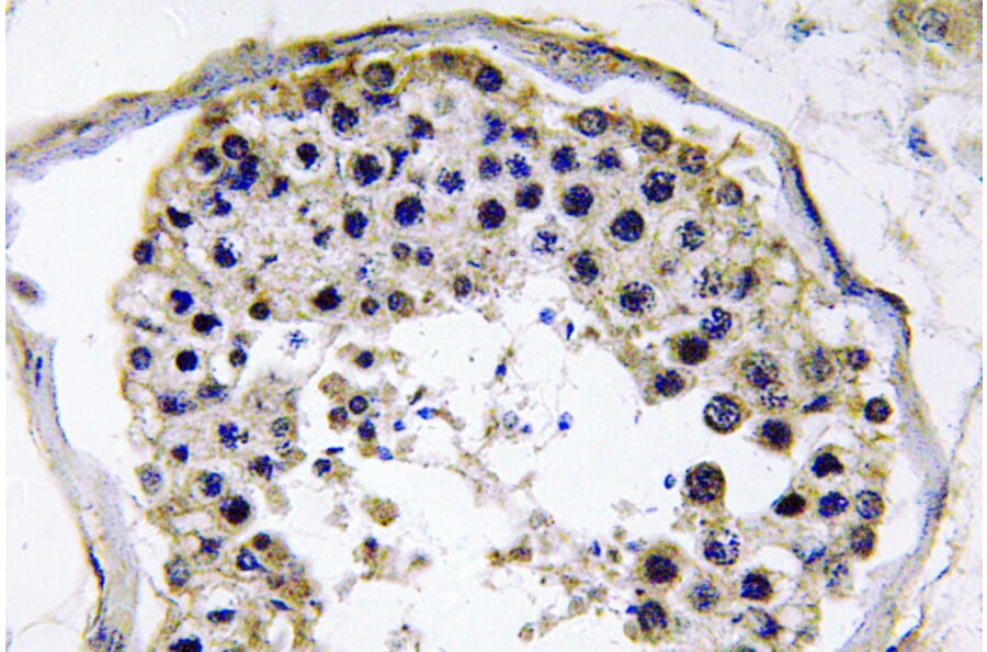 Immunohistochemistry - Anti-TRAF6 Antibody (R12-2386) - Antibodies.com