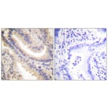 Immunohistochemistry - Anti-TIMP4 Antibody (C0374) - Antibodies.com