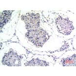 Immunohistochemistry - Anti-THBS2 Antibody (C30156) - Antibodies.com