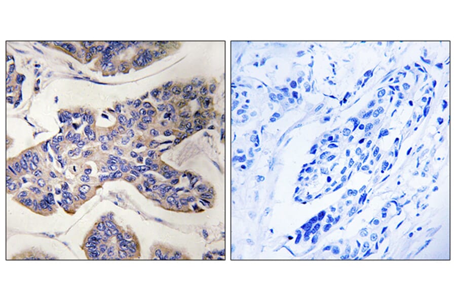 Immunohistochemistry - Anti-TAOK1 Antibody (C18619) - Antibodies.com
