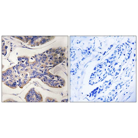 Immunohistochemistry - Anti-TAOK1 Antibody (C18619) - Antibodies.com