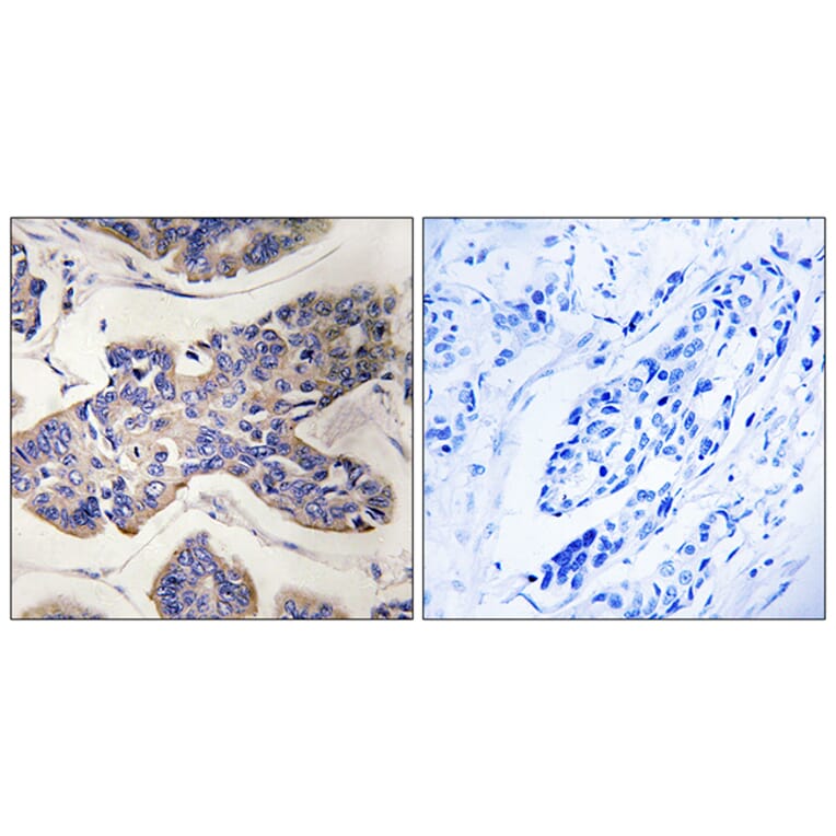 Immunohistochemistry - Anti-TAOK1 Antibody (C18619) - Antibodies.com