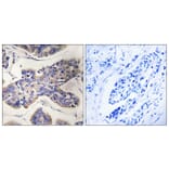 Immunohistochemistry - Anti-TAOK1 Antibody (C18619) - Antibodies.com